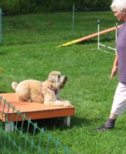 Kingdom Canine Center image 3
