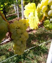 Weingut Scherer Bild 2
