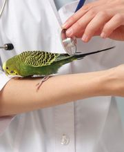 Tierarzt Dr. med. vet. Laviniu Radu Bild 1