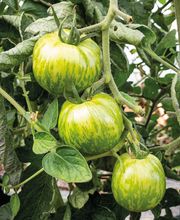 Ferme Fruitière de la Hautière image 12