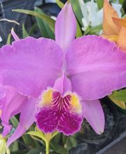 Odom's Orchids Inc image 18
