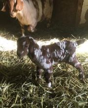 Copeland Insurance Agency, Inc. image 14