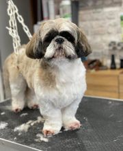 Détente Canine image 4