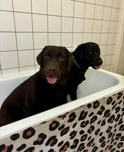 Au Chien Chic image 10