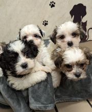 Lashley Animal Hospital image 13