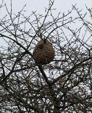 Allo Guepes Dératisation image 7