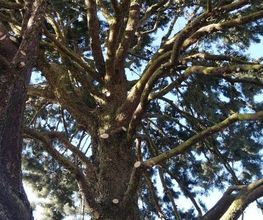 V-nature image 11