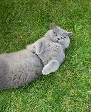 Gabriel Pierre-Gilles image 1