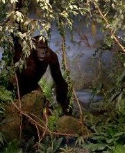 Naturhistorisches Museum Bern Bild 15