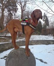Hundeschule HundZunft Bild 3