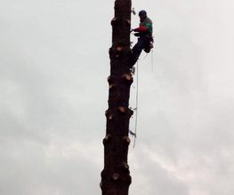 Normandie Arboriste image 2
