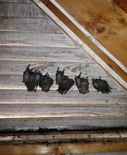 Critter Control - Newburgh image 7