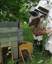 Le Rucher des Hautes Vosges image 9
