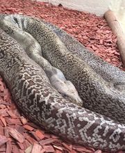 Reptiland image 10