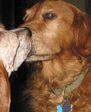 Monroe County Animal Hospital image 1