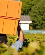 Domaine de la Côte d'Or Bild 12