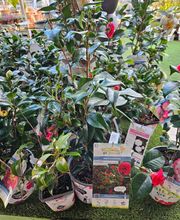 POINT VERT VALCADIS FRANCHISÉ INDÉPENDANT image 9