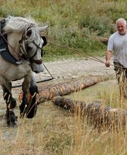 Scierie Savoldelli image 3