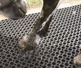 Technical Horse image 2