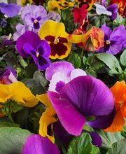 Rambert Fleurs image 15