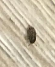Stop Insecte image 14