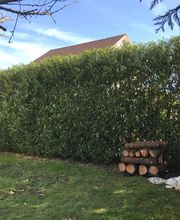 Wintrestin image 15