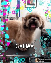 Au Toilettage de Saint Satur image 12