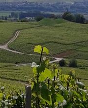 Champagne Littière Alain image 3