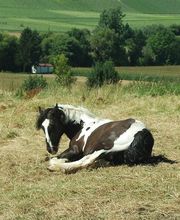 Centre Equestre de Crézancy image 11