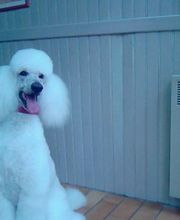 BOULE DE POILS image 2