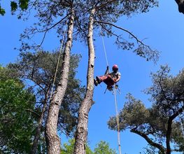 Modul'Arbre image 3