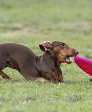 Hundezentrum Saarburg Bild 10