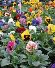 Du Potager Fleuri GAEC image 2