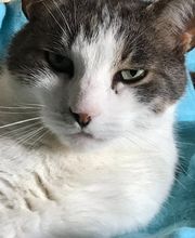 Comme Un Chat image 3