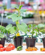 Blumen Brügger Bild 4