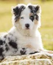 Chenil Kennels Stillwagon Bild 3