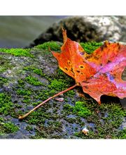 Oberüber Bestattungen Bild 2
