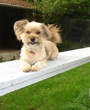 PATTE Z' EN CINQ - AURORE DI FELICE image 19