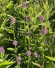 All About Smiles image 11