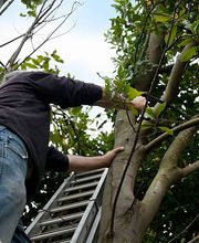 Vista Valley Tree Service Inc image 1