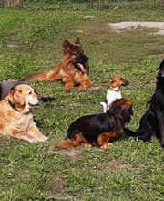 Ronny Görtz Hundeschule Bild 5