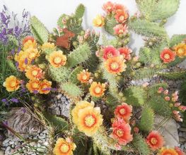 Hübscher Garten AG Bild 7
