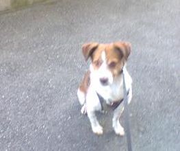 Hundebetreuung Oldies but Goldies Bild 19