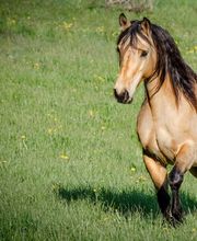 Birkenhof Pferdepension Bild 12