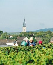 CHAMPAGNE BARNAUT image 9
