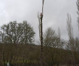 Hightree image 2