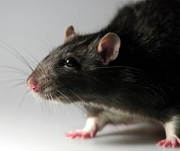 Schäbek Schädlingsbekämpfung Bild 1