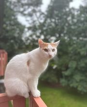 Maggy's Mobiler Katzenservice Unna Bild 9