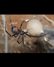 Source Pest Control image 4