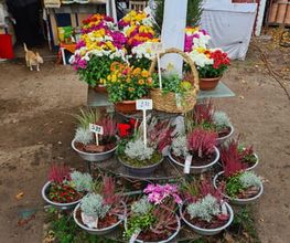 Ingo Salzmann Blumen und Mehr Bild 1